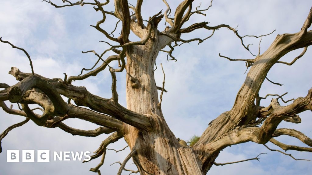 Hove public meeting to discuss diseased tree felling