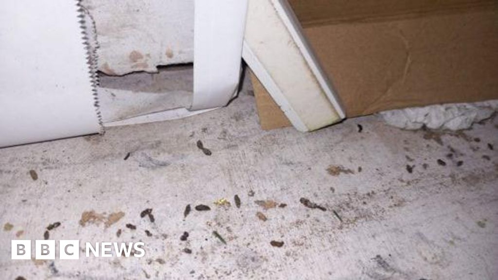 Stockport restaurant owner fined over mouse infestation