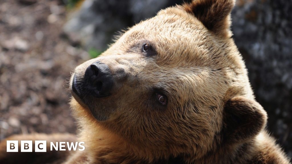 Slovakia approves sale of brown bear meat to public