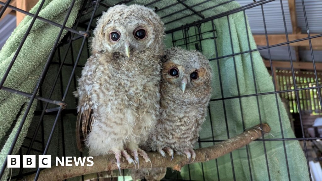 Devon rescue centre finally finds friend for lonely orphaned owl