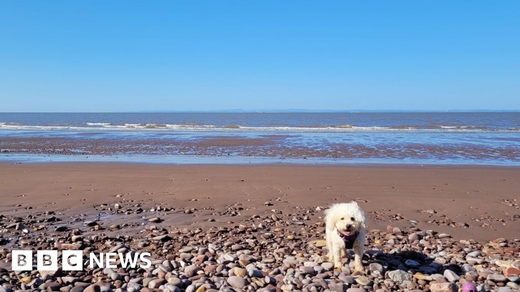 Somerset in Pictures: Artistic rats and sunny beach days