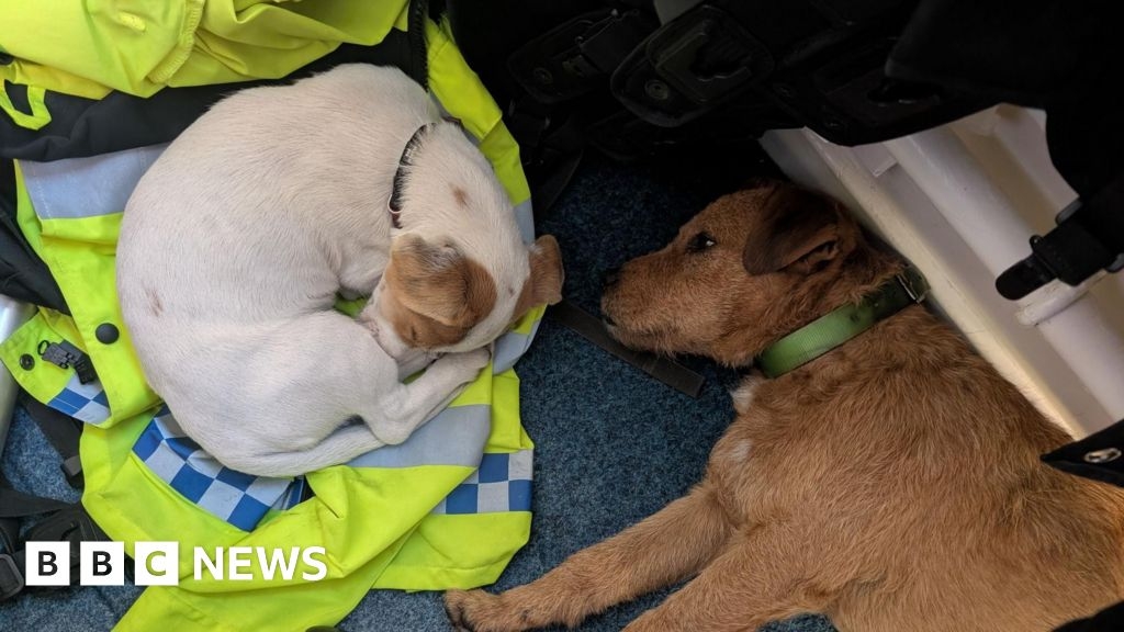 Conwy: Police search for owners as two dogs found in stolen car