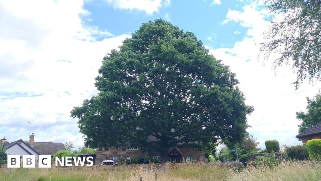 Fearful neighbour's bid to chop down oak tree blocked