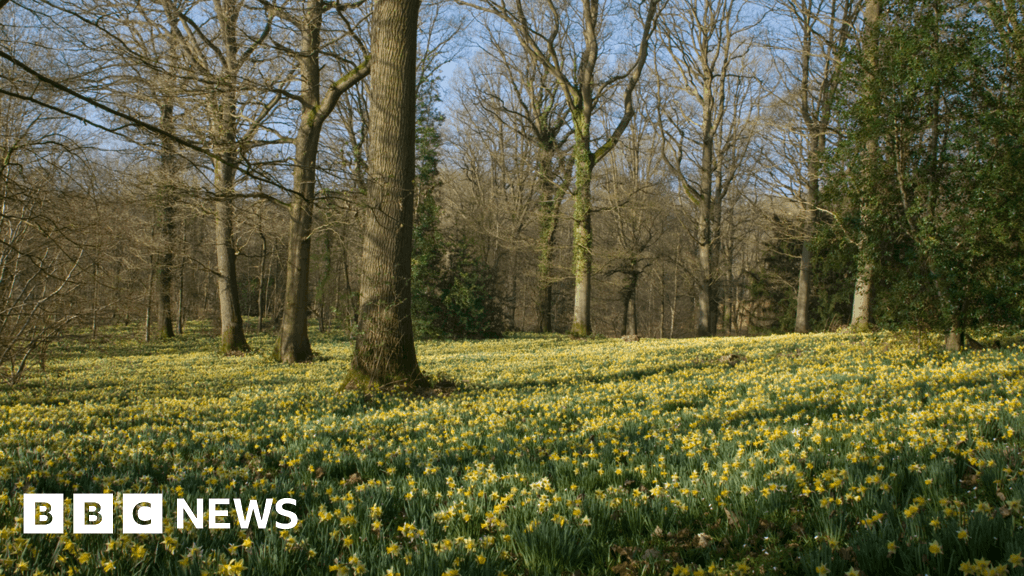 Kempley daffodil festival celebrates its 50th anniversary