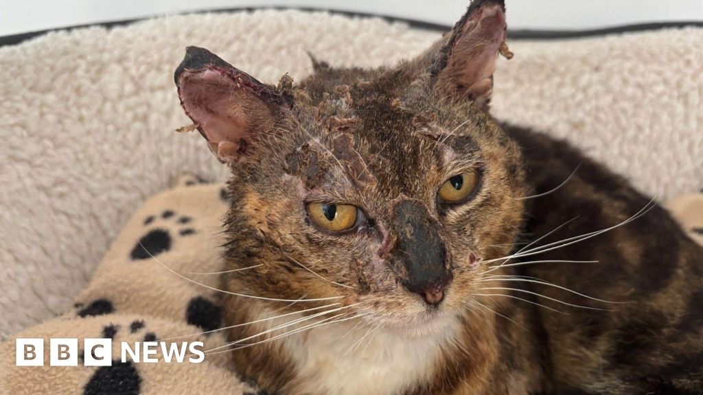 Worcester cat found with burns to his face finds 'forever home'
