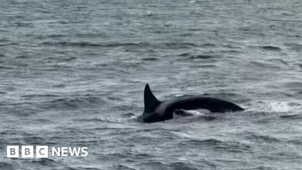 Killer whales spotted hunting Farne Islands grey seals