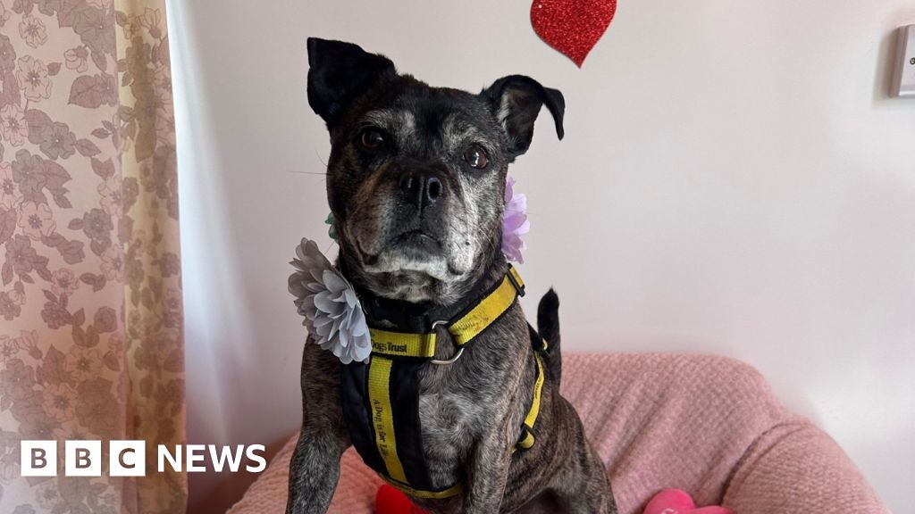 No forever home for dog after Sussex speed dating event