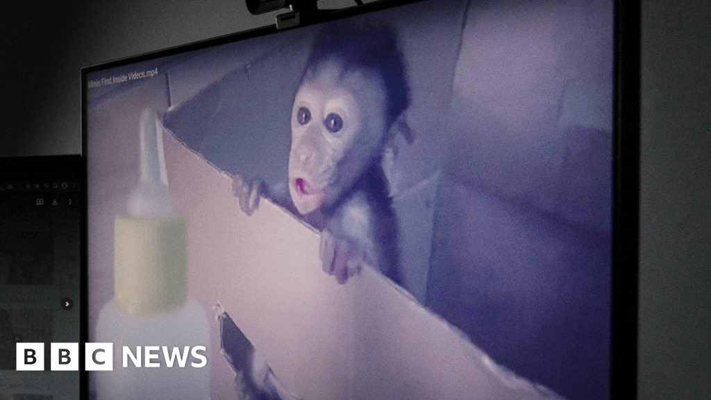 Airdrie woman jailed for sharing baby monkey torture videos