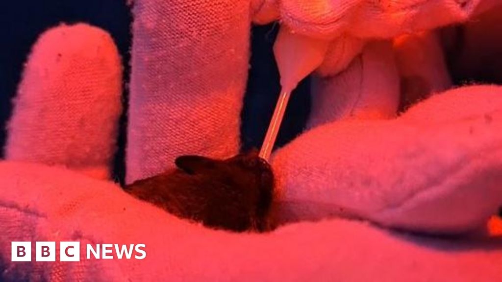 Lincolnshire bat smaller than a 20p coin nursed back to health