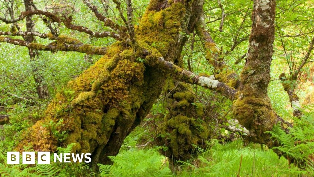 Bristol Zoo to house RHS Chelsea Flower show rainforest garden