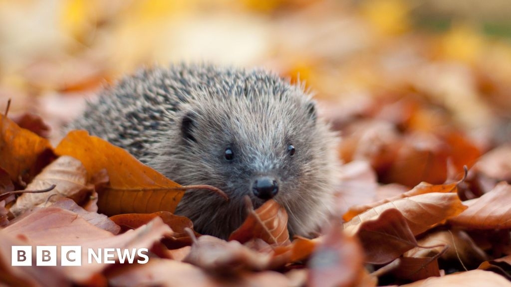 Family wildlife events organised in Alderney