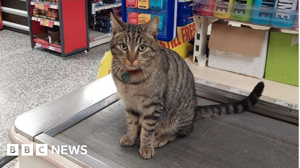 Owner of Dorchester's Susie the cat makes plea over sleepovers