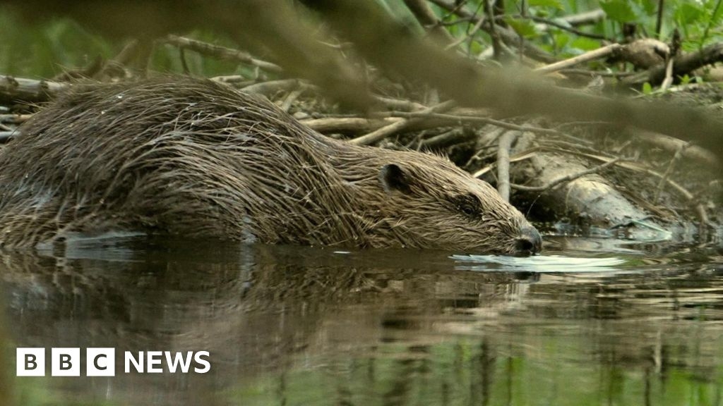 Relocated beavers improve River Glaven water quality