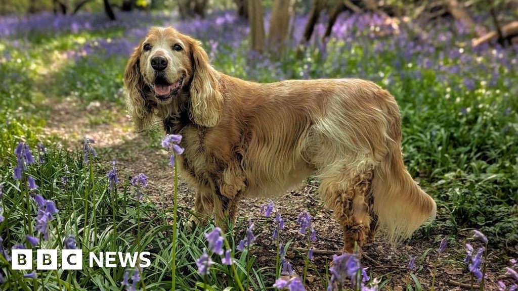 Your West Midlands photos: A happy dog and gorgeous flowers