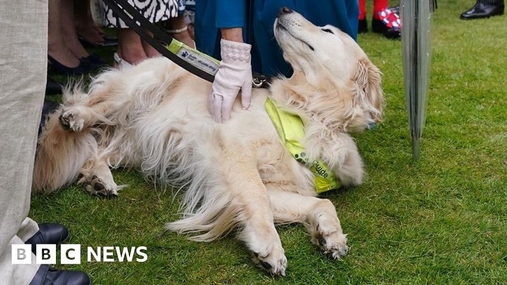 Queen's belly rub for 'attention-seeking' guide dog from Preston