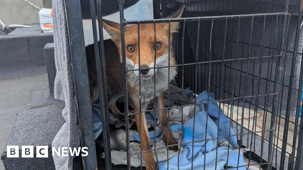 Fox lured from seven-storey Weybridge rooftop using sardines