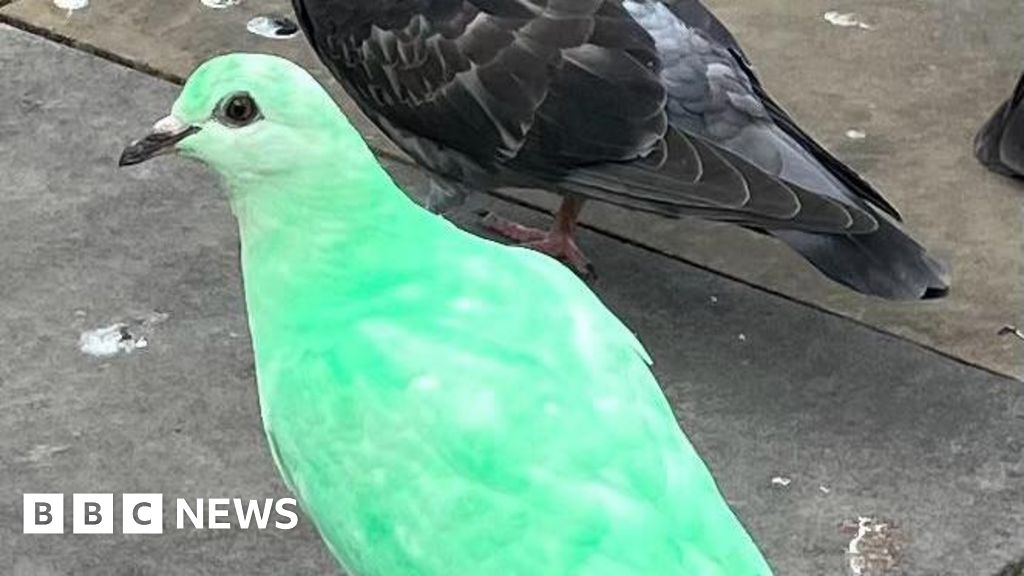 Why a green pigeon's TikTok exposure is worrying the RSPCA
