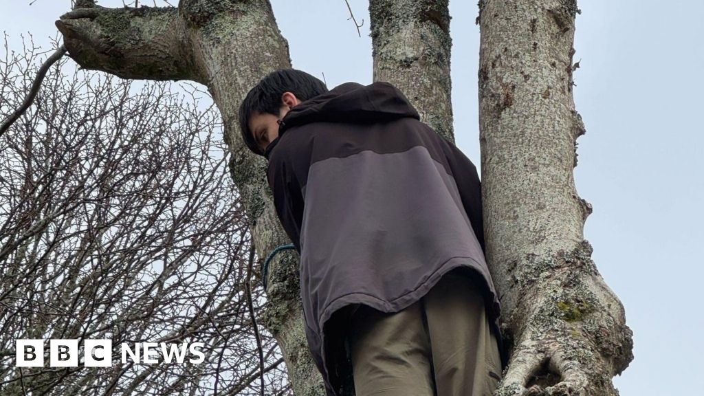 Falmouth tree felling delayed again after protests
