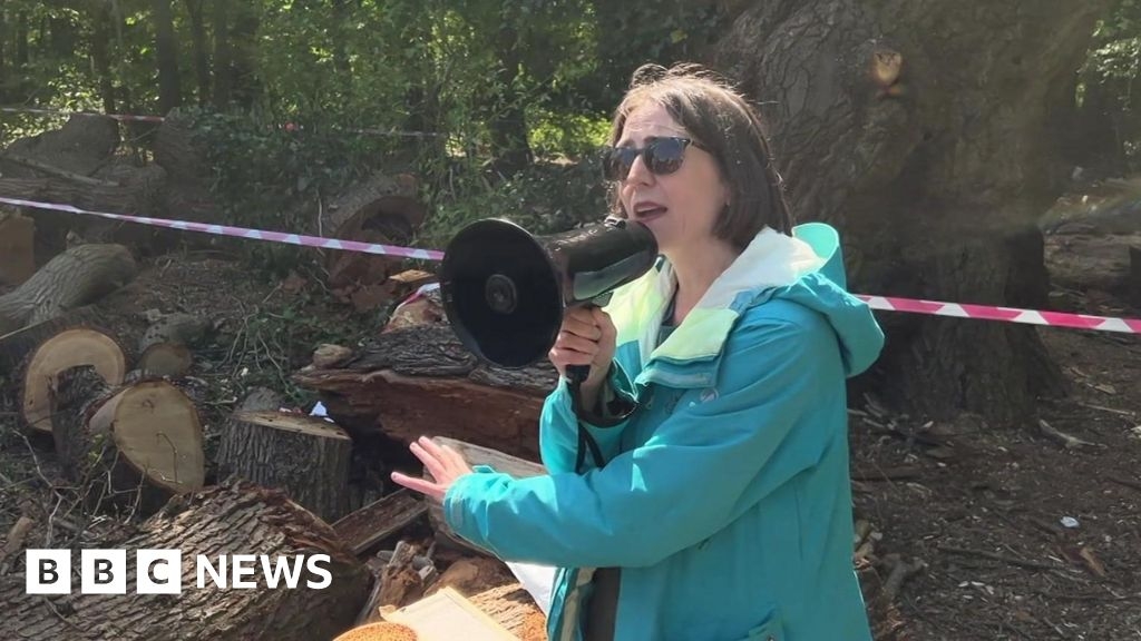 Enfield oak felling: 'A crime against 500-year-old being'