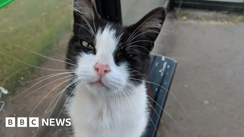 Beloved Nottingham tram cat returns home for the final time