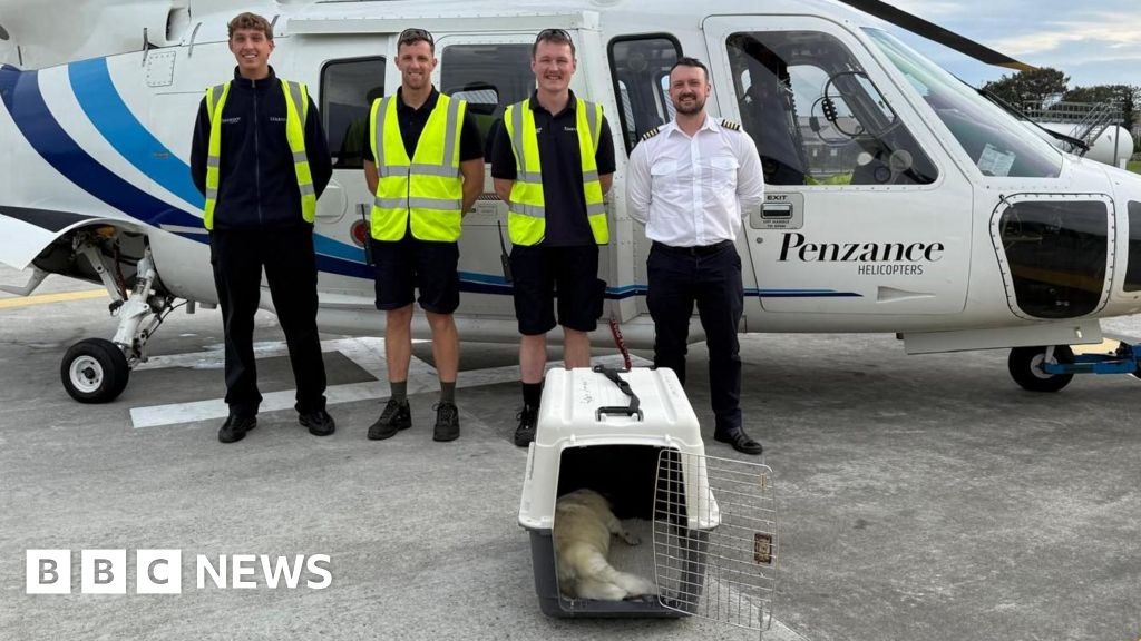 Underweight seal flown from Isles of Scilly to Cornwall sanctuary