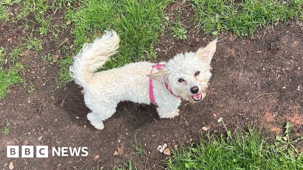 North Devon's dog control zones extended in parks and beaches