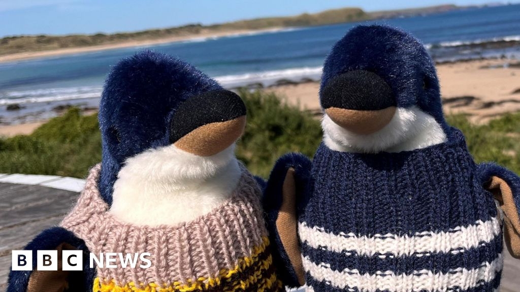 Saltburn nannas knit jumpers for penguins hit by oil spills