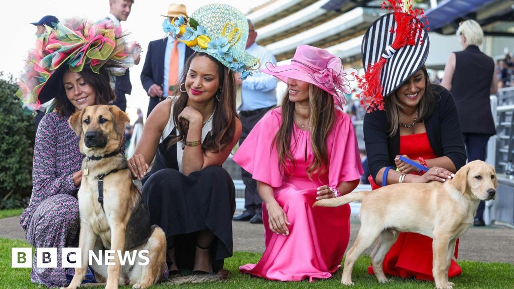 Guide dogs attend Royal Ascot as part of training
