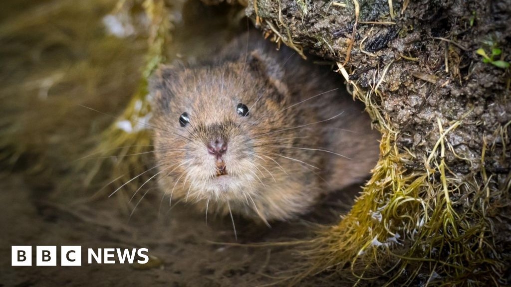 Devon residents urged to help with national water vole survey