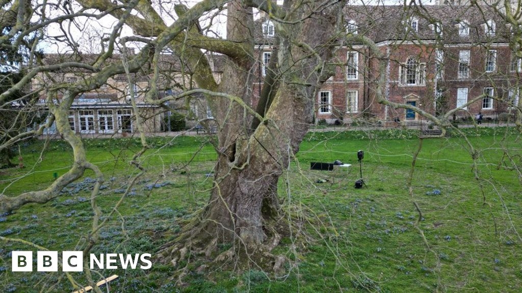 Future of Ely's ancient plane tree boosted by £121k grant