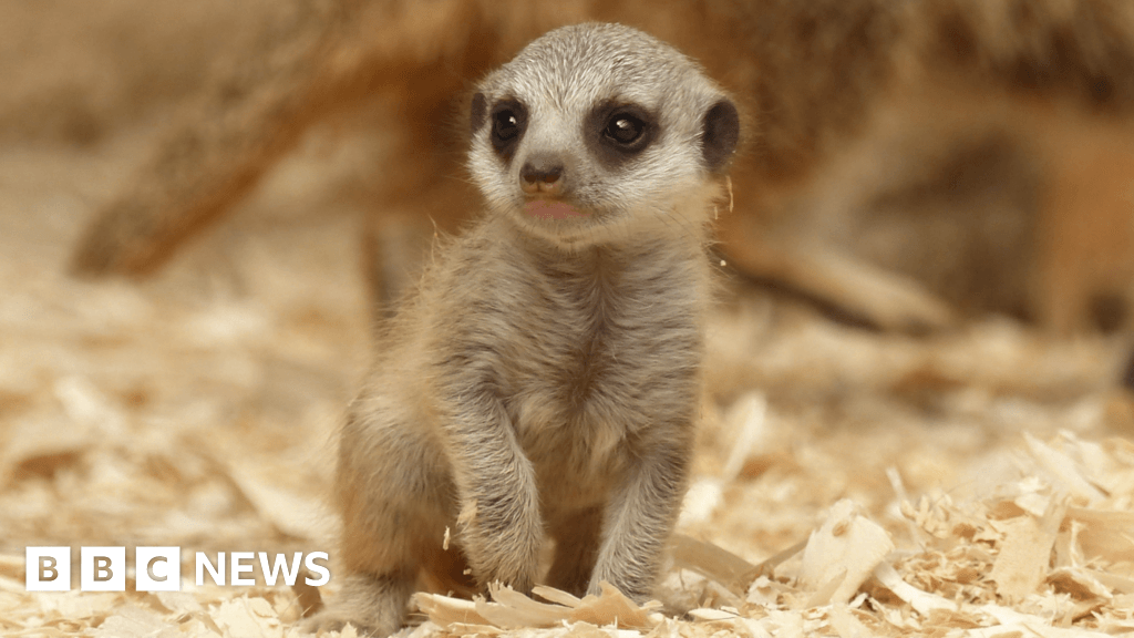 Tropical World meerkat mum surprises keepers with new pups