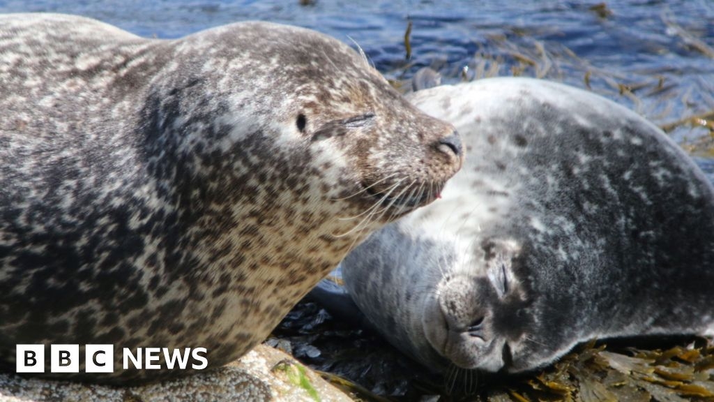 Significant decline among seals on Scotland's west coast