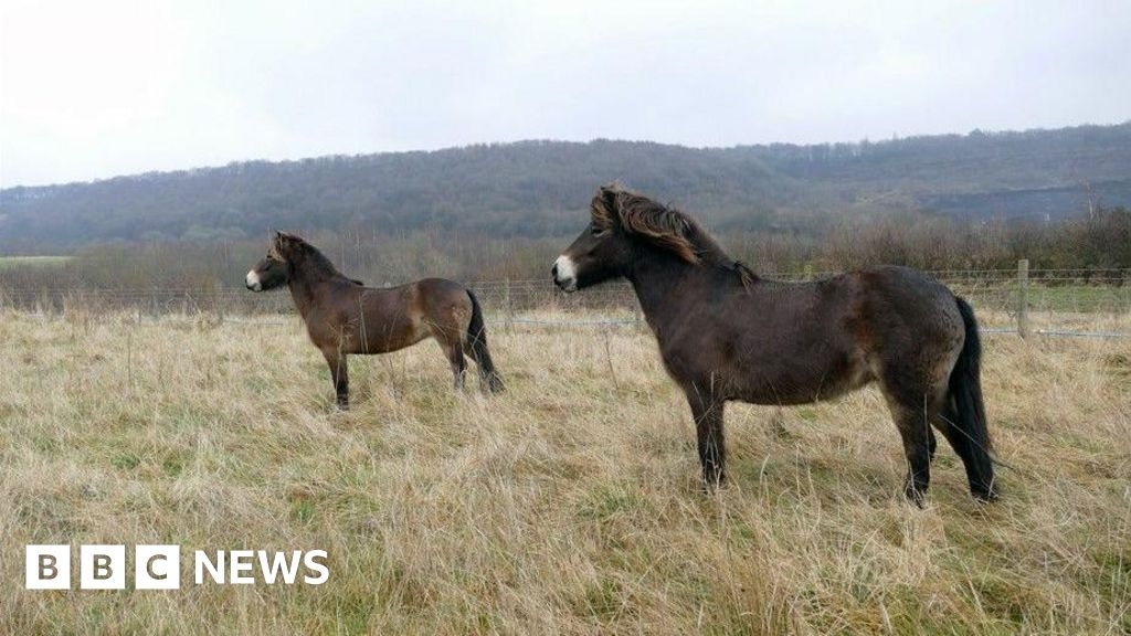 Exmoor ponies play key role in Brighouse conservation project