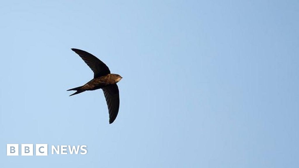 Hampton Court Palace Garden Festival highlights decline of swifts