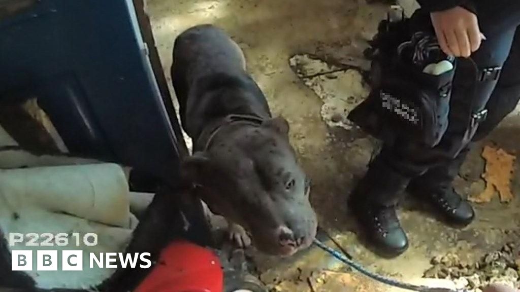 Owner banned after keeping dogs in 'squalid' Doncaster home