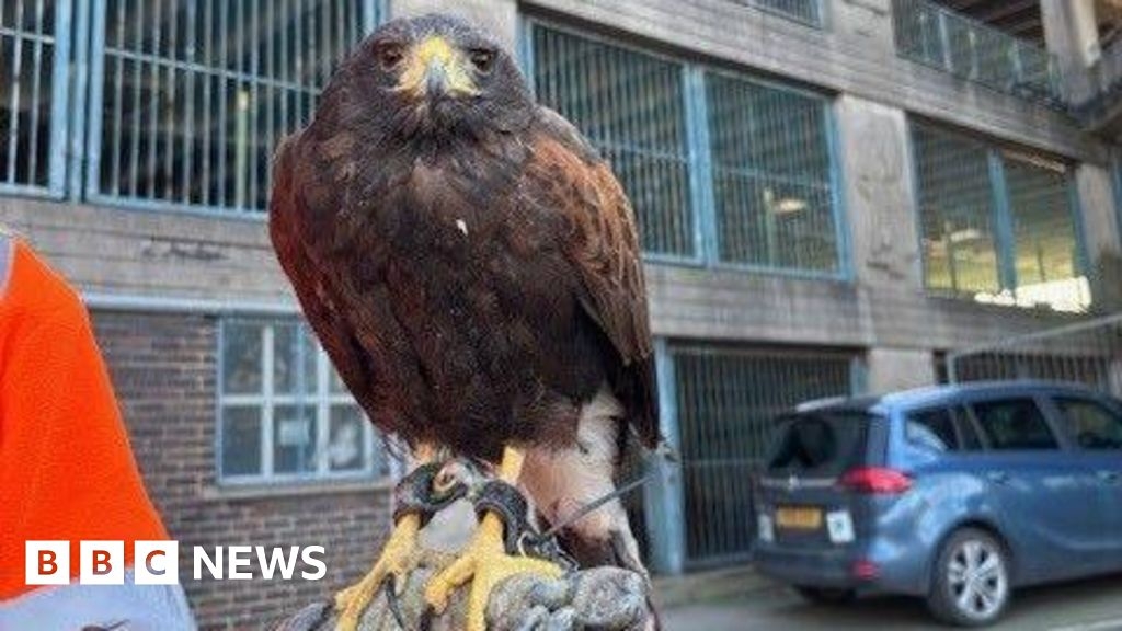 Hawks to deter birds ahead of Grimsby car park demolition