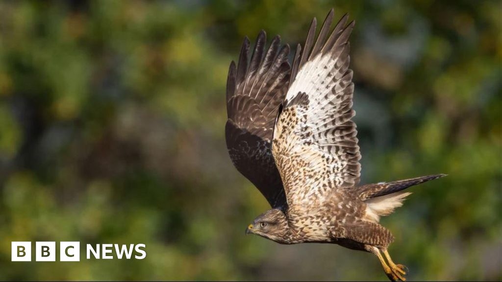 Appeal after buzzard killed in North York Moors National Park