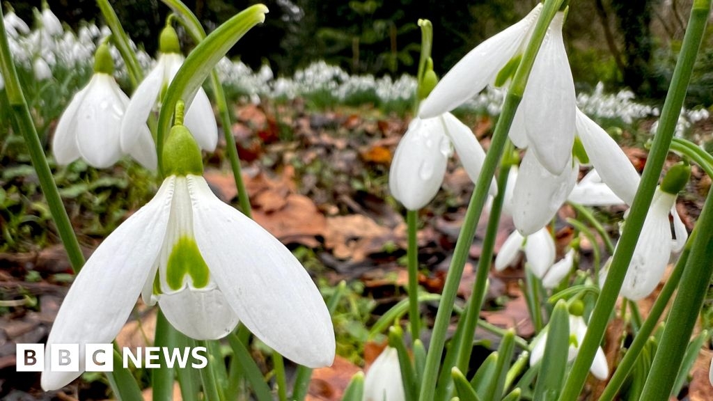 Evenley Wood Garden: 'Fairytale' snowdrop display brings 'hope'
