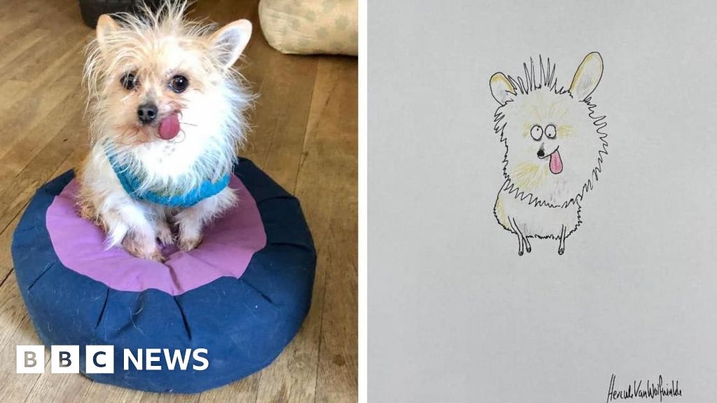 Hercule Van Wolfwinkle: 'Rubbish' pet artist raises £400k