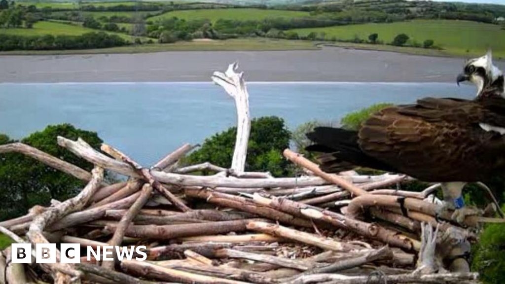 Tears of joy as ospreys visit Devon nests on telegraph poles