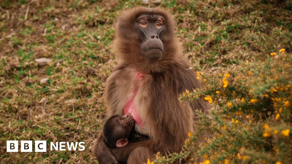 Yorkshire Wildlife Park staff celebrate monkey's birth