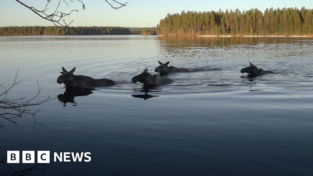 Sweden's Great Moose Migration: Millions watch 24-hour rolling livestream