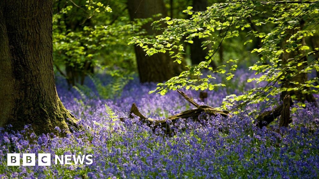 Woodland Trust report calls for action to save woodland wildlife