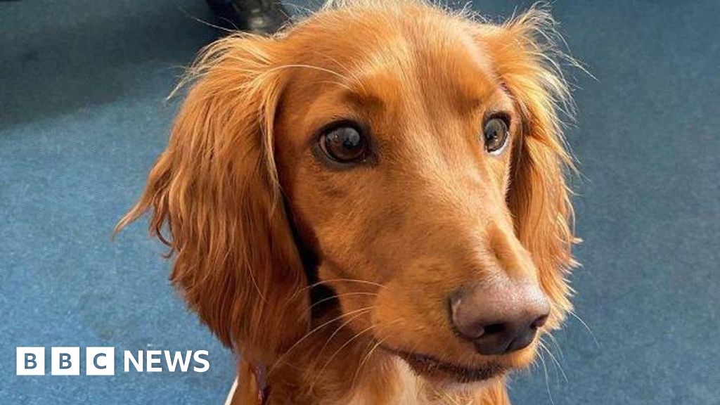 London Fire Brigade: Six well-being dogs welcomed