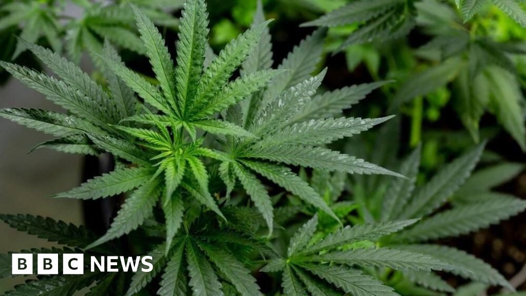 Man charged after police raid £1m cannabis farm in Shotts