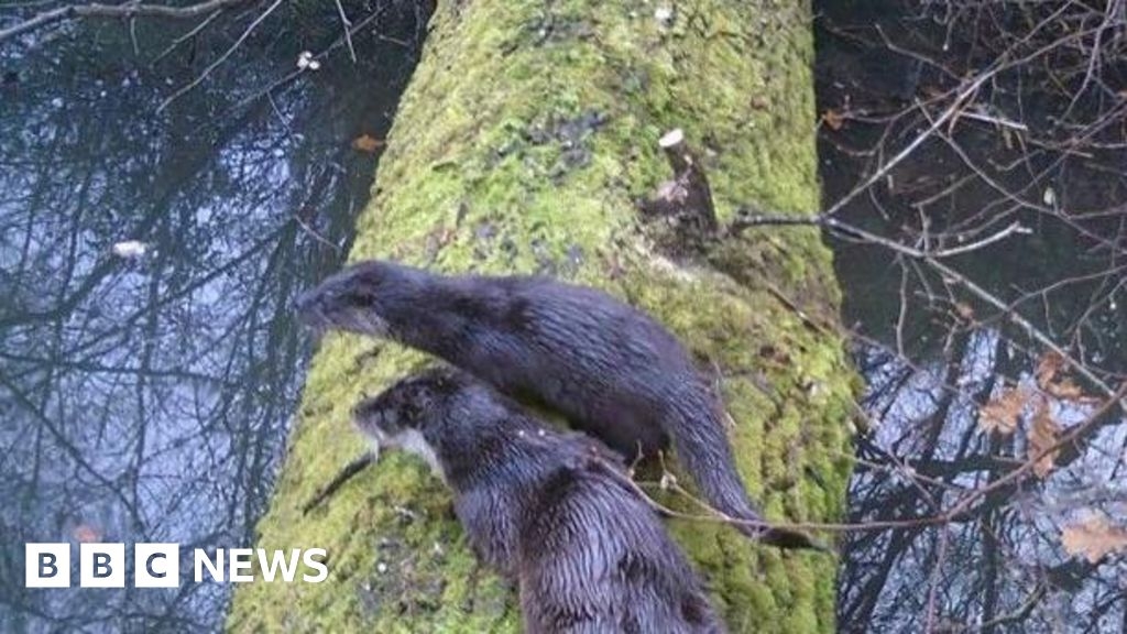 Otters spotted at Hampshire estate for first time since 1950s