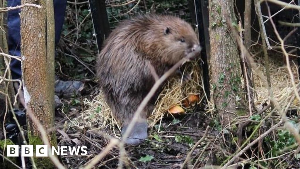 Beavers return to Shrewsbury after 400 years