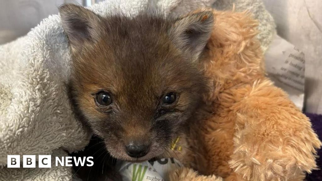 Leicestershire Wildlife Hospital having its 'busiest ever year'