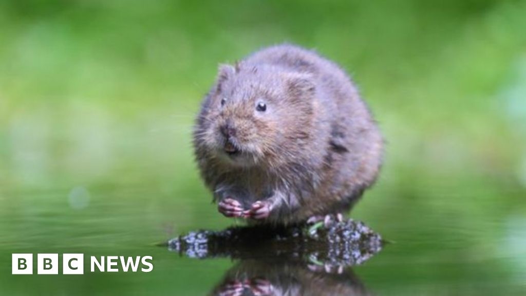 Water voles are almost extinct in Wales - could glitter save them?