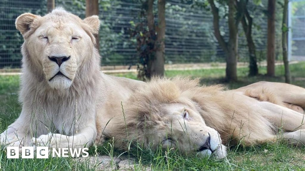 Uganda the white lion dies at Lincolnshire Wildlife Park
